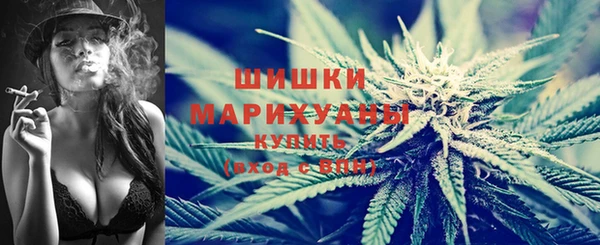 сатива Беломорск